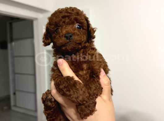 Toy Poodle Kore Kan Bebekler görsel