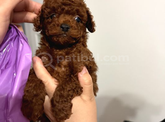 Toy Poodle Kore Kan Bebekler
