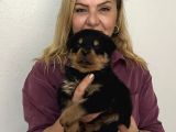 Koca Kafa Muhteşem Rottweiler Yavrularımız