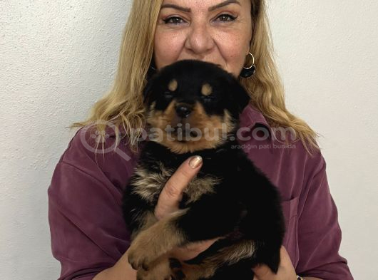 Koca Kafa Muhteşem Rottweiler Yavrularımız görsel