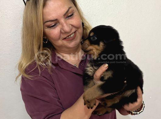 Koca Kafa Muhteşem Rottweiler Yavrularımız görsel