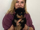 Koca Kafa Muhteşem Rottweiler Yavrularımız