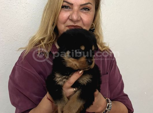 Koca Kafa Muhteşem Rottweiler Yavrularımız görsel