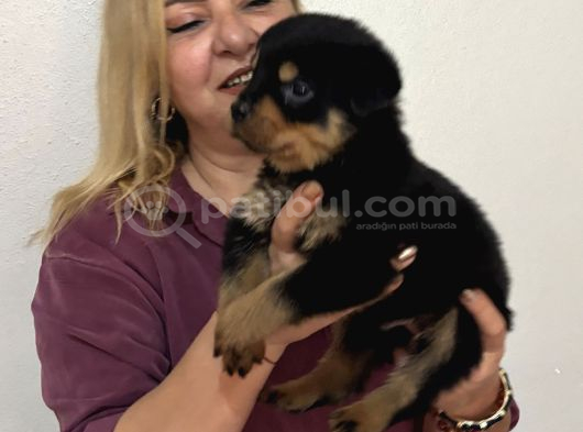 Koca Kafa Muhteşem Rottweiler Yavrularımız görsel