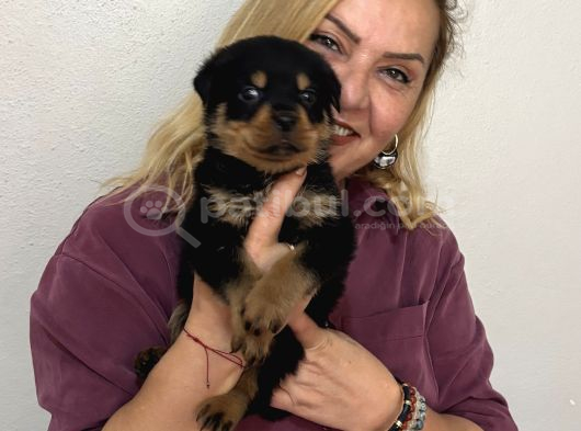 Koca kafa muhteşem rottweiler yavrularımız