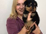 Koca Kafa Muhteşem Rottweiler Yavrularımız