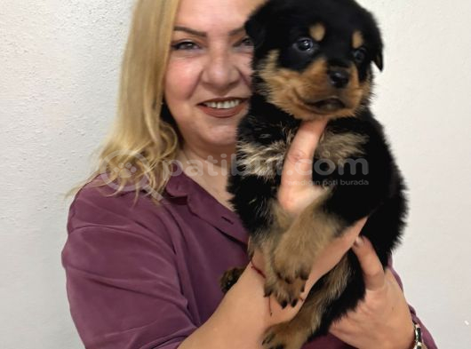 Koca Kafa Muhteşem Rottweiler Yavrularımız görsel