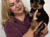Koca Kafa Muhteşem Rottweiler Yavrularımız
