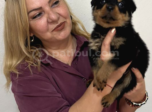 Koca Kafa Muhteşem Rottweiler Yavrularımız görsel