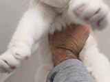 İnka Ve Maya İçi̇n Sahi̇plendi̇rme