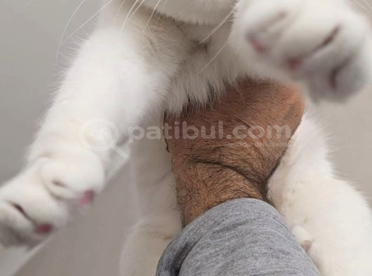 İnka Ve Maya İçi̇n Sahi̇plendi̇rme görsel