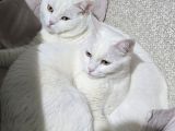 İNKA ve MAYA İÇİN SAHİPLENDİRME