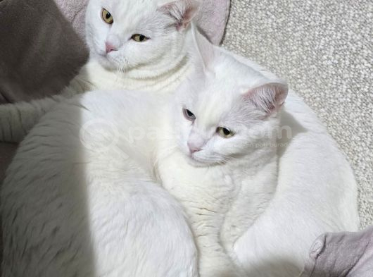 İnka Ve Maya İçi̇n Sahi̇plendi̇rme