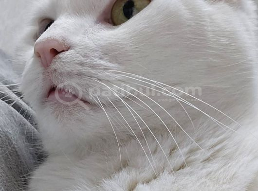 İnka Ve Maya İçi̇n Sahi̇plendi̇rme görsel