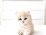Show Kalite British Shorthair longhair bebekler