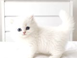 Show Kalite British Shorthair Longhair Bebekler