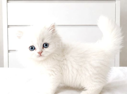 Show Kalite British Shorthair Longhair Bebekler görsel