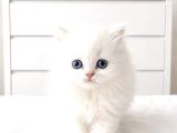 Show Kalite British Shorthair Longhair Bebekler