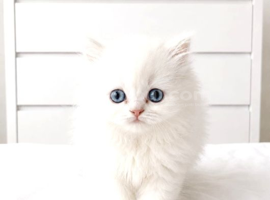 Show Kalite British Shorthair Longhair Bebekler görsel