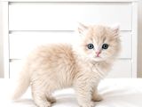 Show Kalite British Shorthair Longhair Bebekler