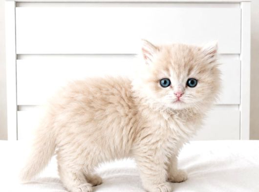 Show Kalite British Shorthair Longhair Bebekler görsel