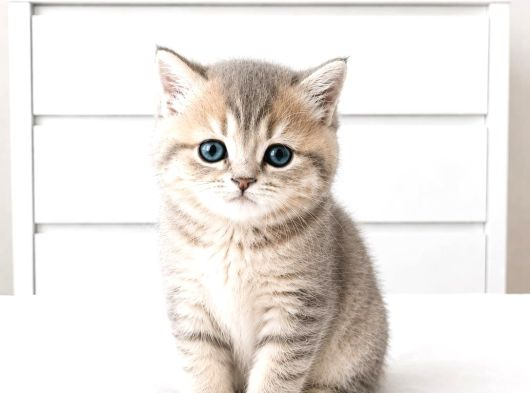 British Shorthair Mavi Gözlü Şeker Bebekler görsel