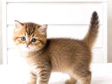 British Shorthair Mavi Gözlü Şeker Bebekler