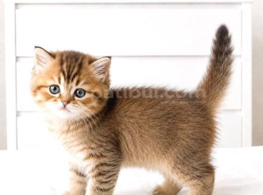 British Shorthair Mavi Gözlü Şeker Bebekler görsel