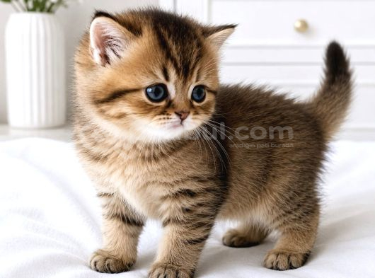 British Shorthair Mavi Gözlü Şeker Bebekler