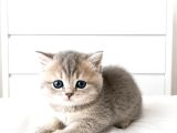 British Shorthair Mavi Gözlü Şeker Bebekler