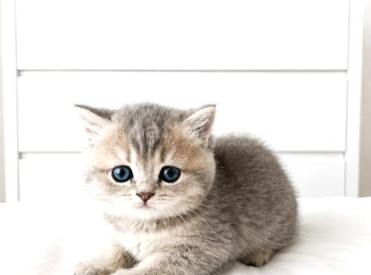British Shorthair Mavi Gözlü Şeker Bebekler görsel