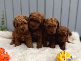 Denizli Merkez Teslime Hazır Poodle Bebekler