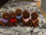 Anne Altından safkan Toy poodle yavrularım