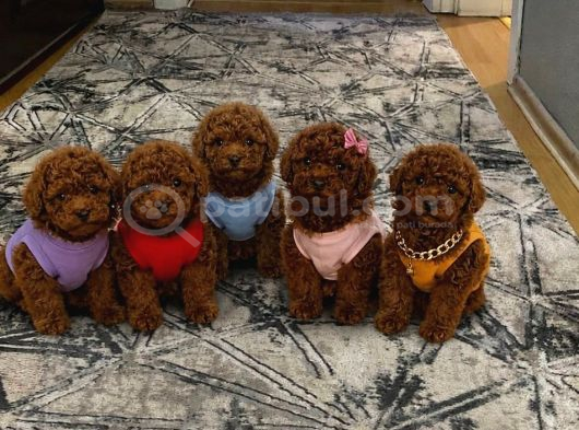 Anne Altından Safkan Toy Poodle Yavrularım