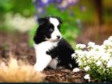 Border Collie Mükemmel Yavrularımız