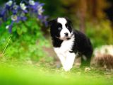 Border Collie Mükemmel Yavrularımız