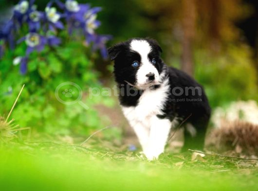 Border Collie Mükemmel Yavrularımız görsel