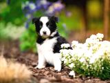 Border Collie Mükemmel Yavrularımız