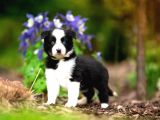Border collie mükemmel yavrularımız