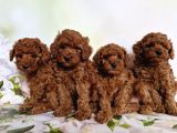 Toy poodle ırkının en güzeli mükemmel yavrular