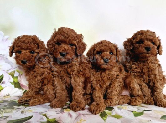 Toy poodle ırkının en güzeli mükemmel yavrular