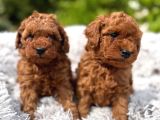 Toy Poodle Irkının En Güzeli Mükemmel Yavrular