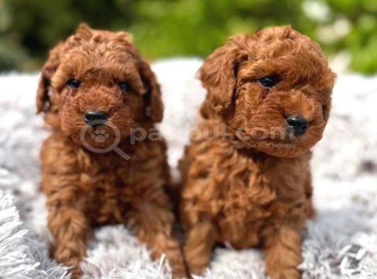 Toy Poodle Irkının En Güzeli Mükemmel Yavrular görsel