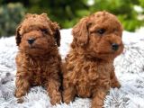 Toy Poodle Irkının En Güzeli Mükemmel Yavrular