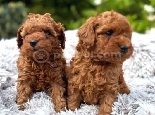 Toy Poodle Irkının En Güzeli Mükemmel Yavrular görsel