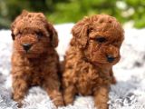 Toy Poodle Irkının En Güzeli Mükemmel Yavrular