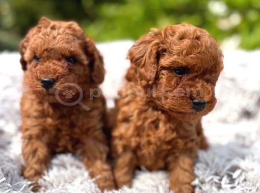 Toy Poodle Irkının En Güzeli Mükemmel Yavrular görsel