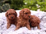 Toy Poodle Irkının En Güzeli Mükemmel Yavrular