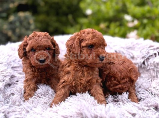Toy Poodle Irkının En Güzeli Mükemmel Yavrular görsel