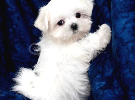 Kore Kan Mükemmel Güzellikte Maltese Terrier görsel